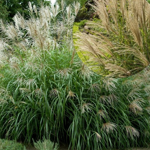 Miscanthus sinensis 'Korea' - Hiina siidpööris 'Korea' P13/1L